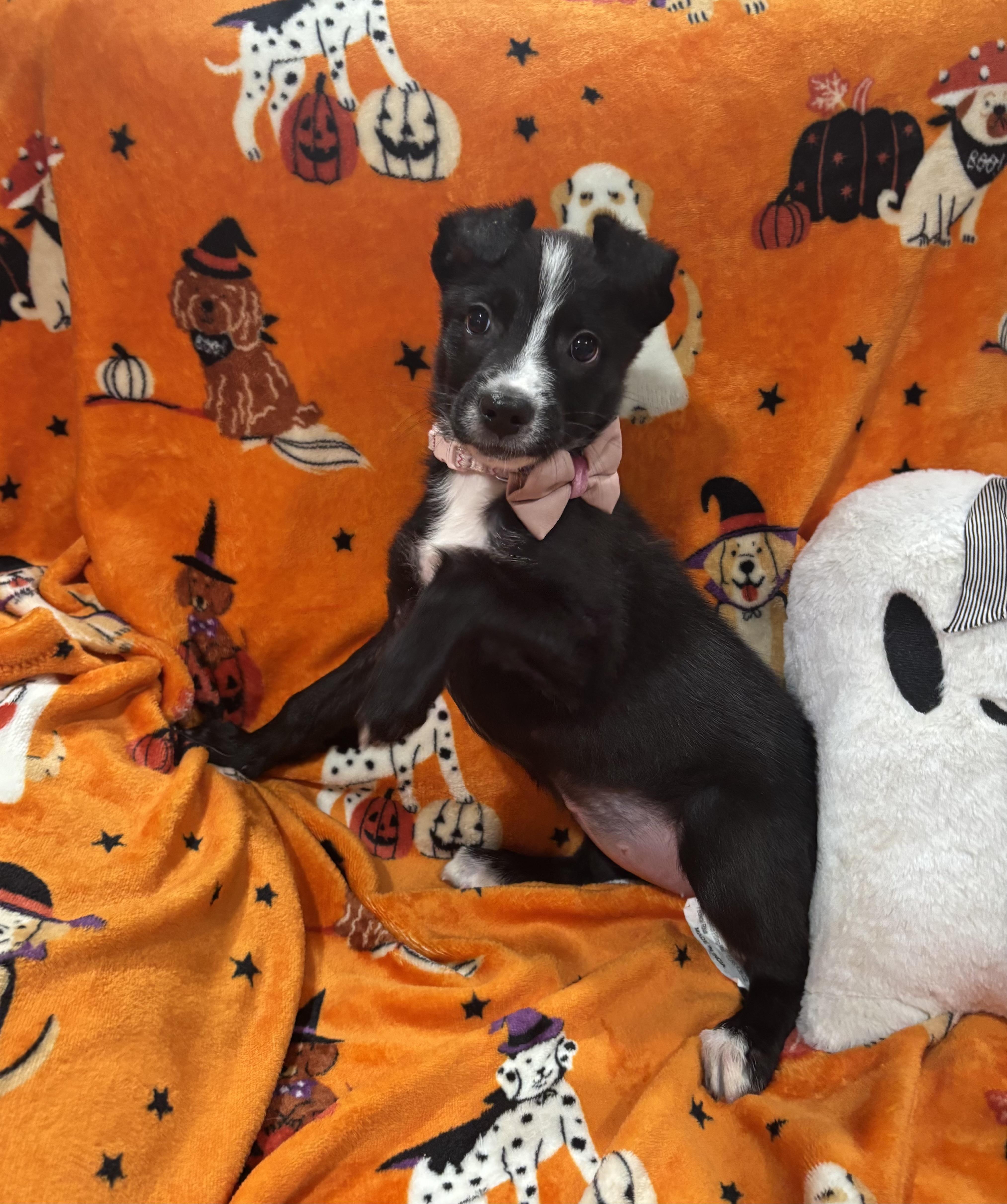 Enlarge Flower, a Adopted mixed breed in Foster, OR image 1/6