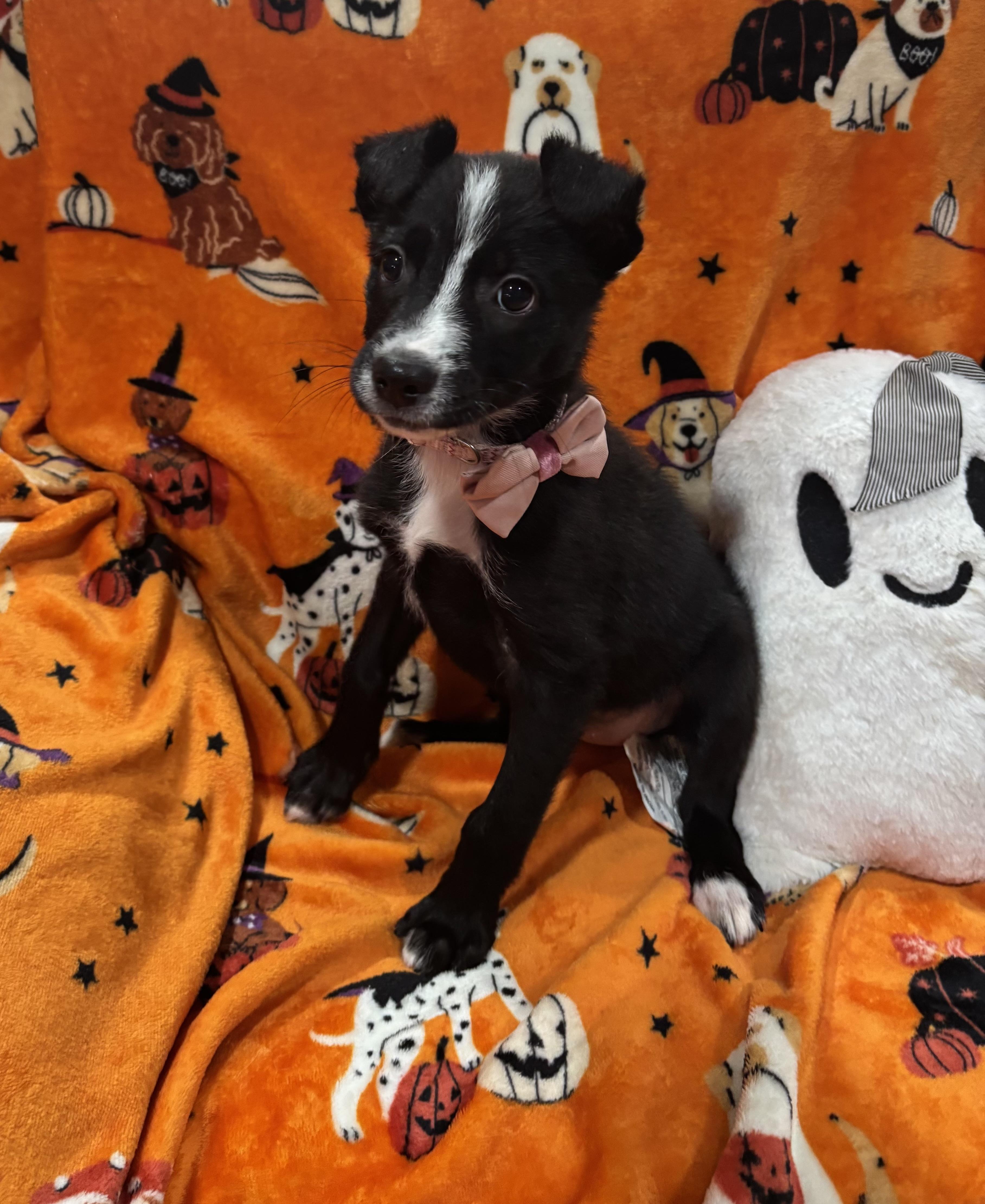 Enlarge Flower, a Adopted mixed breed in Foster, OR image 2/6