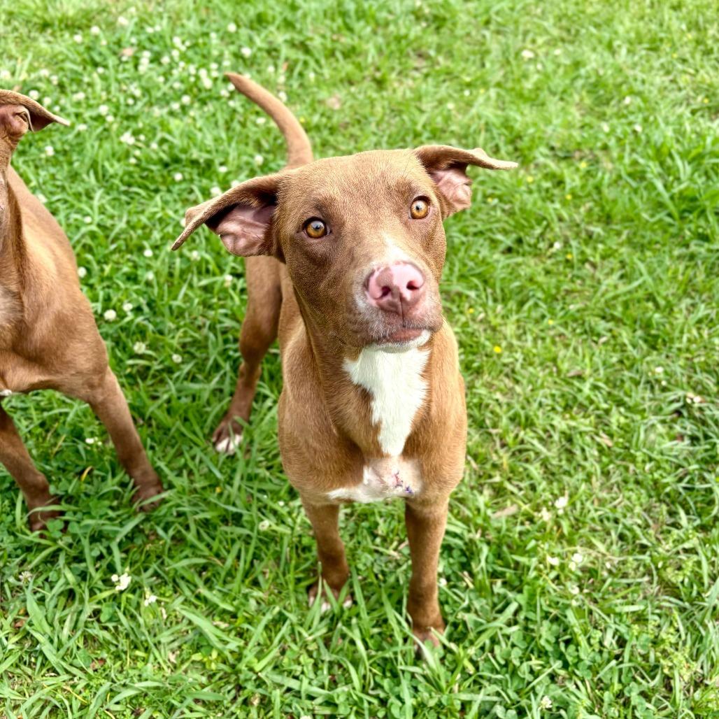 Enlarge Sweet Tea, a Adoptable Labrador Retriever in Carencro, LA image 1/6