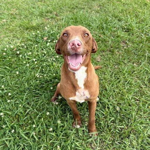 Enlarge Sweet Tea, a Adoptable Labrador Retriever in Carencro, LA image 2/6
