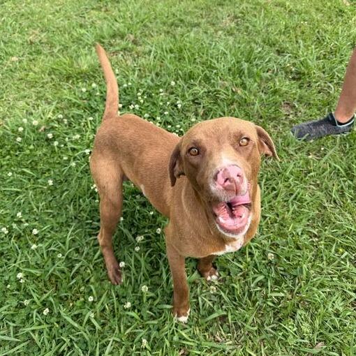 Enlarge Sweet Tea, a Adoptable Labrador Retriever in Carencro, LA image 3/6