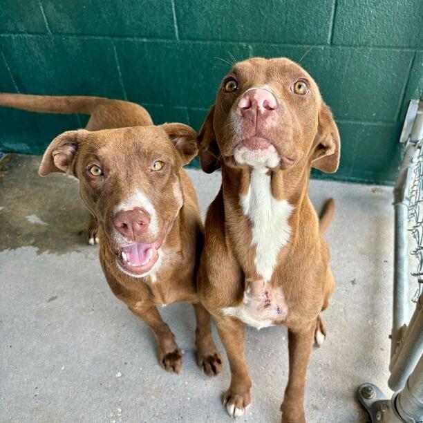 Enlarge Sweet Tea, a Adoptable Labrador Retriever in Carencro, LA image 4/6