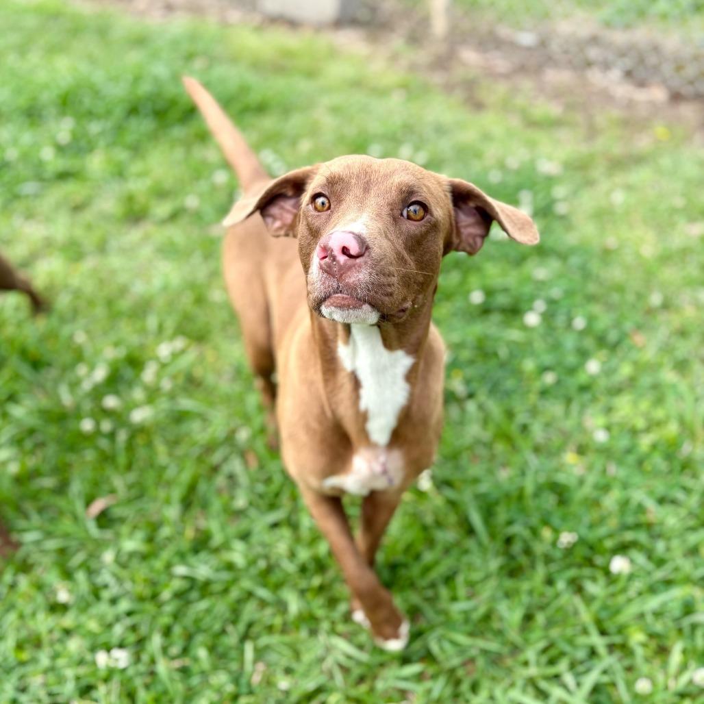 Enlarge Sweet Tea, a Adoptable Labrador Retriever in Carencro, LA image 5/6