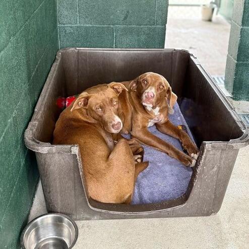 Enlarge Sweet Tea, a Adoptable Labrador Retriever in Carencro, LA image 6/6