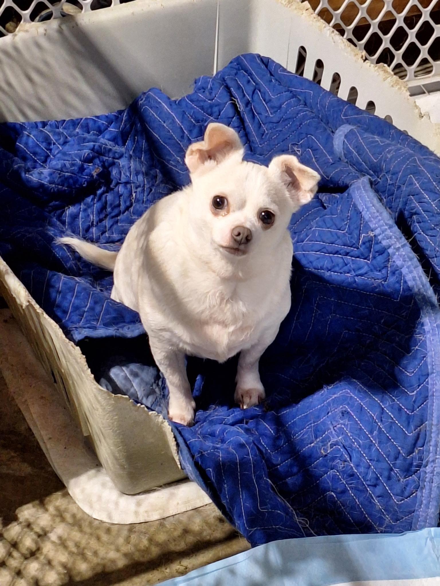 Enlarge Daisy, a ADOPTABLE mixed breed in St. Clairsville, OH image 1/1