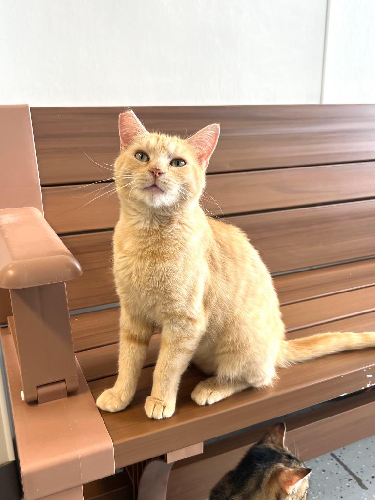 Enlarge Sharon, a Adoptable mixed breed in Brookings, OR image 1/3