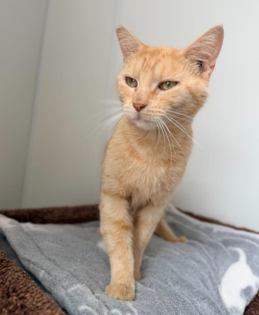 Enlarge Sharon, a Adoptable mixed breed in Brookings, OR image 2/3