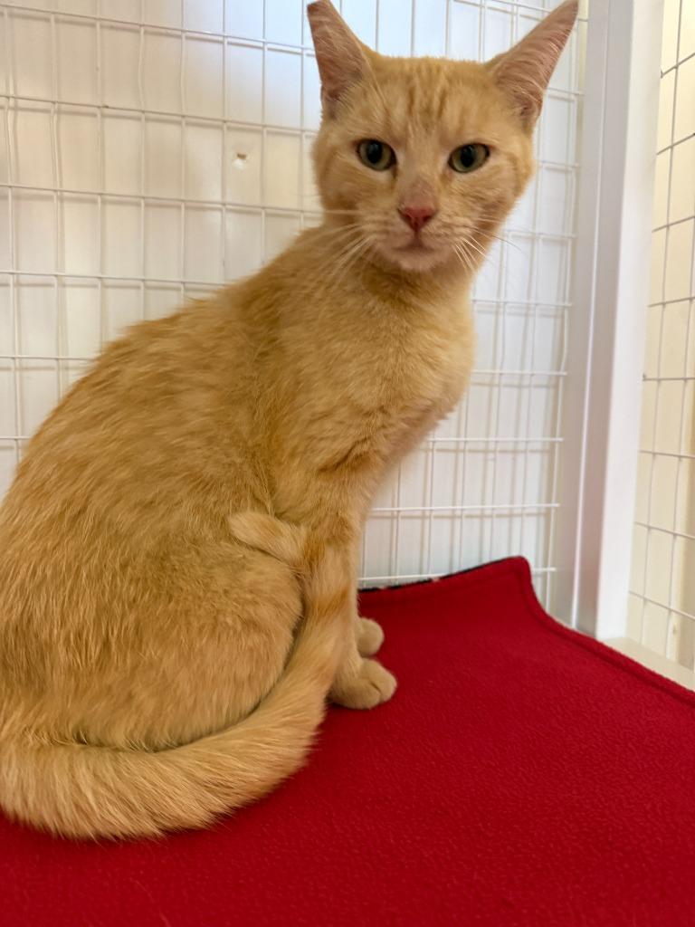 Enlarge Sharon, a Adoptable mixed breed in Brookings, OR image 3/3