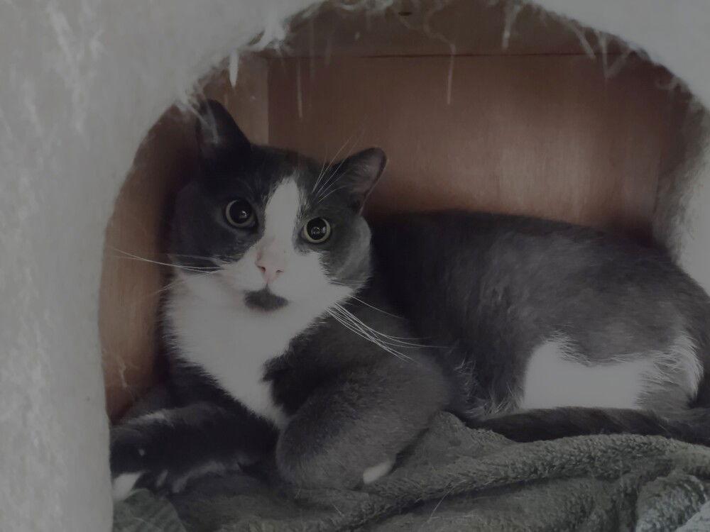 Enlarge Noodles, a Adoptable Domestic Short Hair in O'Fallon, MO image 1/1