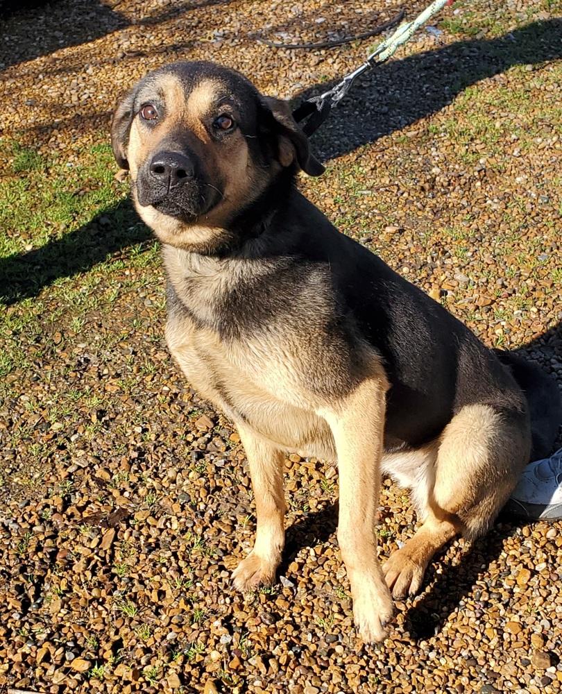 Enlarge Iris, a Adopted mixed breed in Waterloo, IN image 1/4