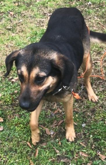 Enlarge Iris, a Adopted mixed breed in Waterloo, IN image 2/4