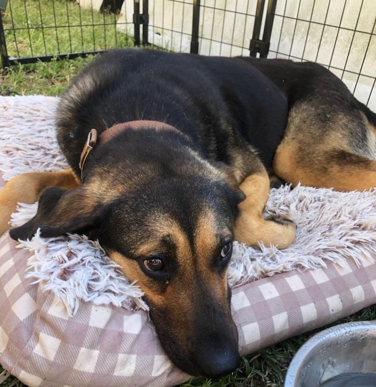 Enlarge Iris, a Adopted mixed breed in Waterloo, IN image 3/4