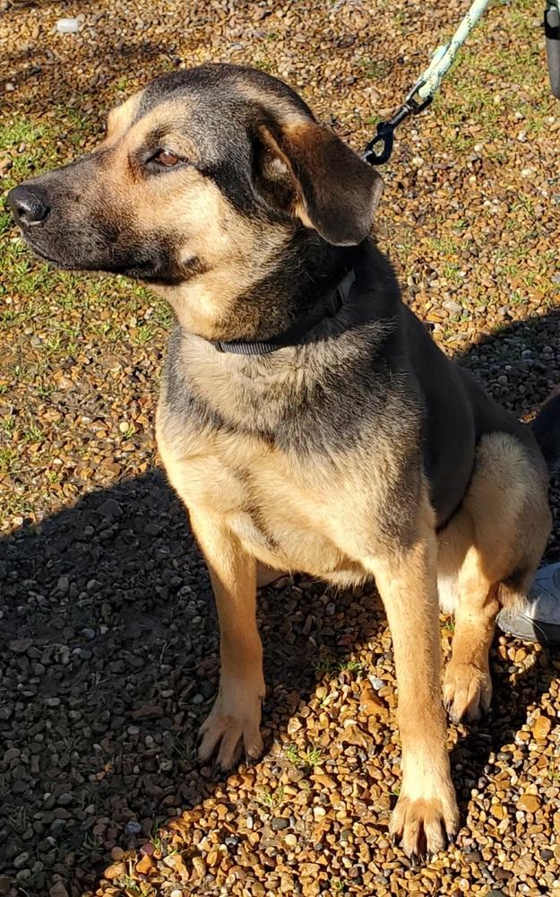 Enlarge Iris, a Adopted mixed breed in Waterloo, IN image 4/4