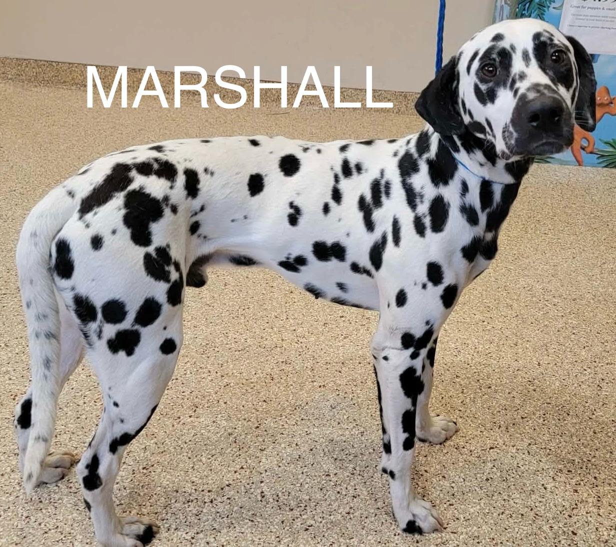 Marshall, Adoptable, Adult Male Dalmatian.