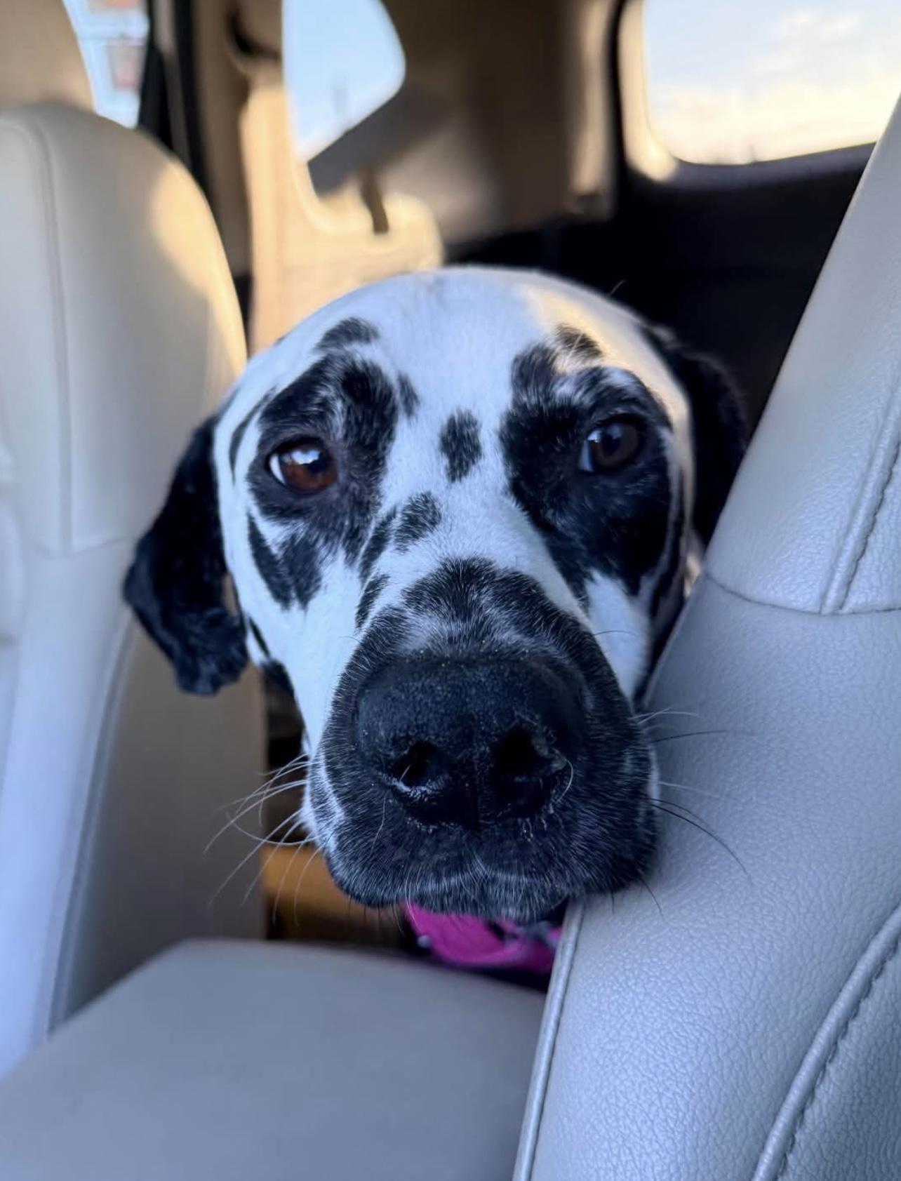 Enlarge Marshall, a Adoptable Dalmatian in North Miami Beach, FL image 3/3