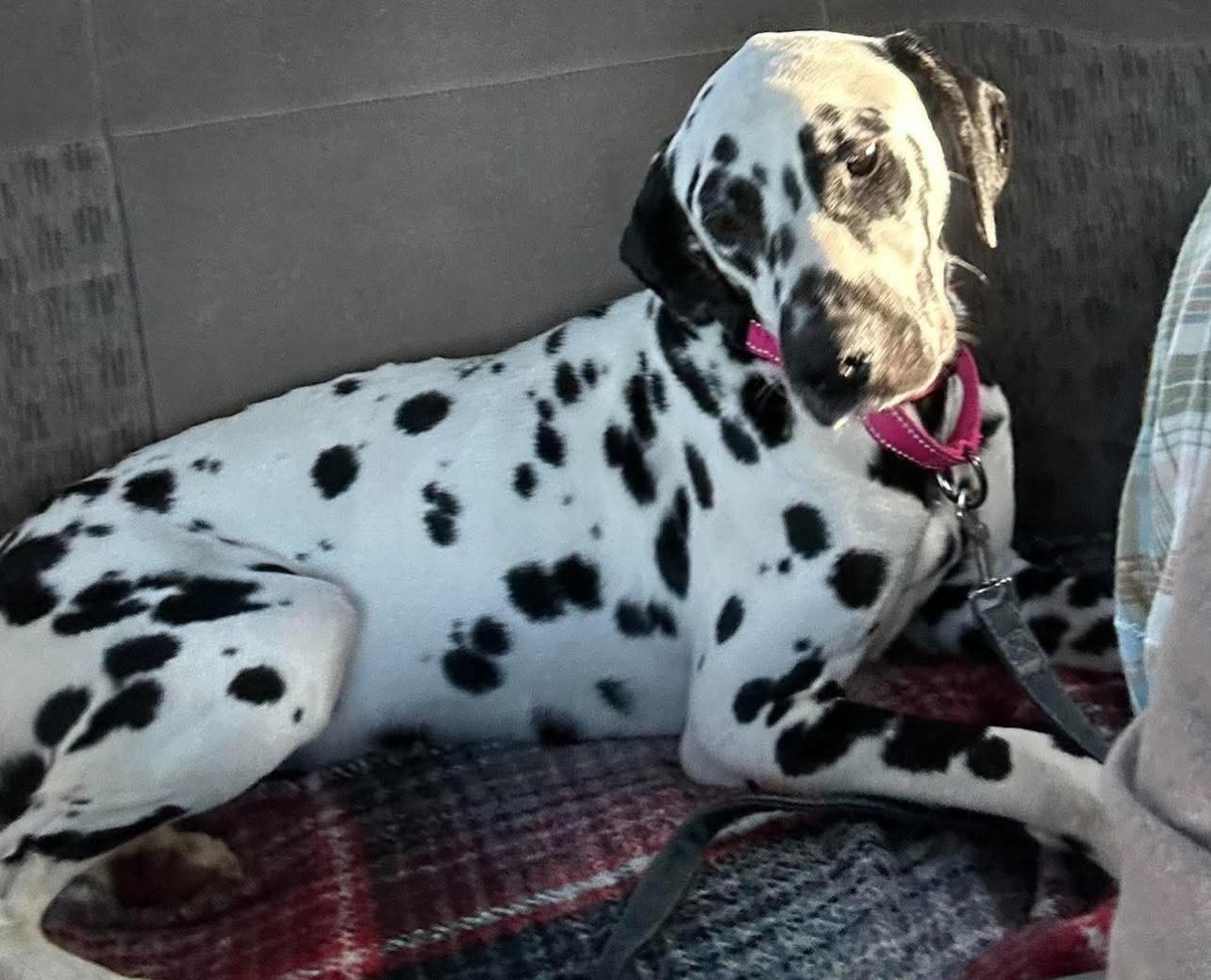Enlarge Marshall, a Adoptable Dalmatian in North Miami Beach, FL image 2/3