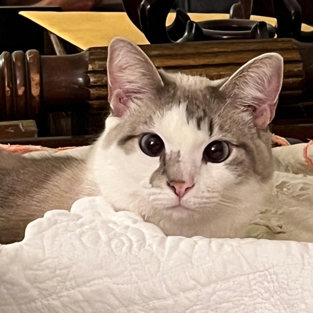Kiki, ADOPTABLE, Adult Female Siamese.