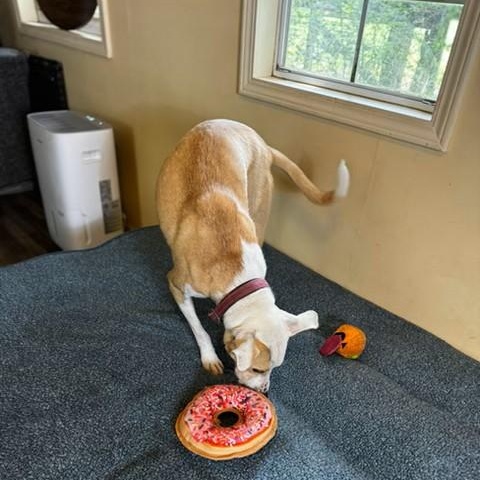 Cassie, a ADOPTABLE mixed breed in Unionville, CT image 5/6