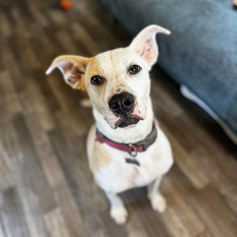 Cassie, a ADOPTABLE mixed breed in Unionville, CT image 4/6