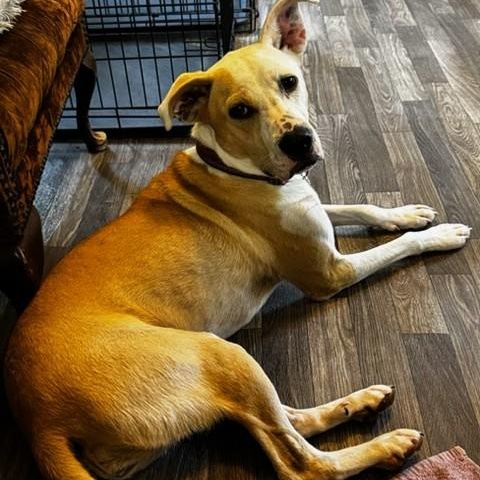 Cassie, a ADOPTABLE mixed breed in Unionville, CT image 6/6