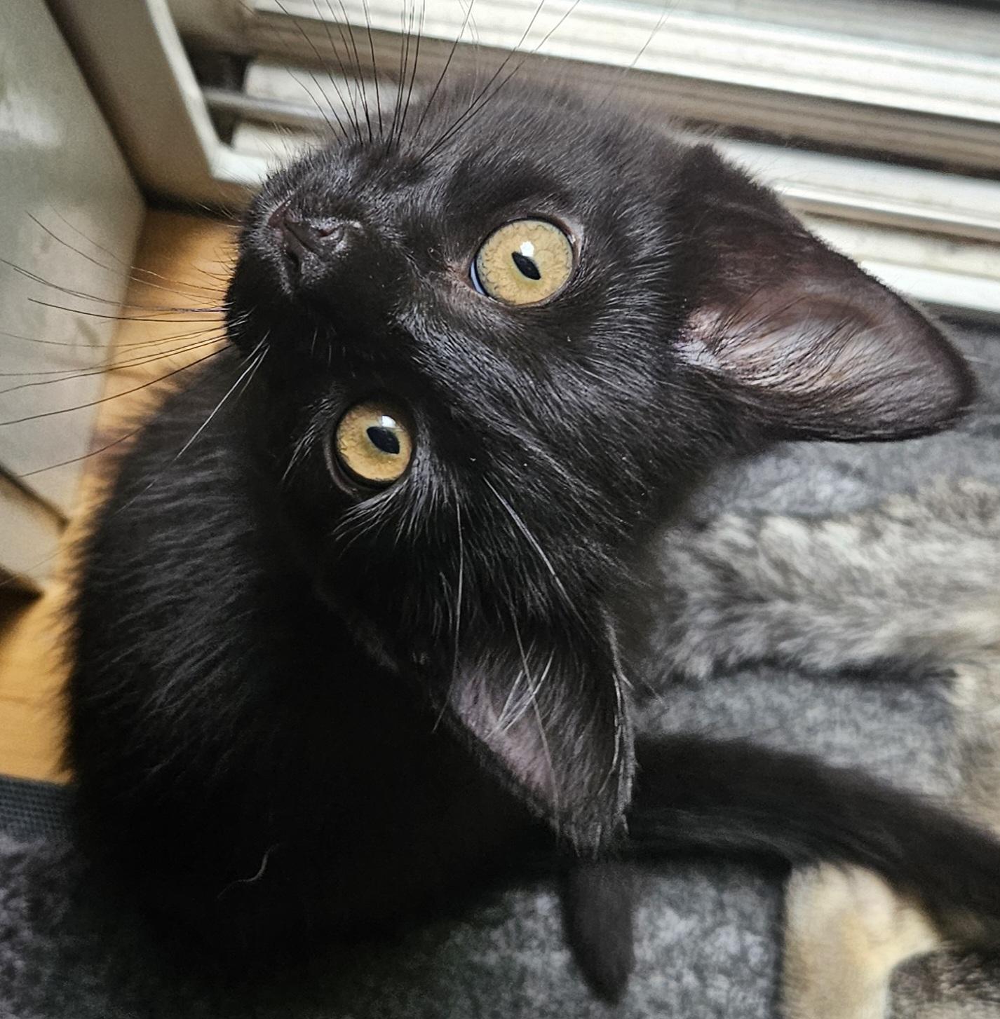 Tib, Adoptable, Young Female Domestic Short Hair.