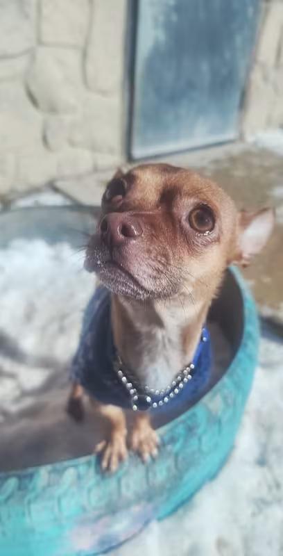 Pinto, a ADOPTABLE Chihuahua in Sterling Heights, MI image 2/4