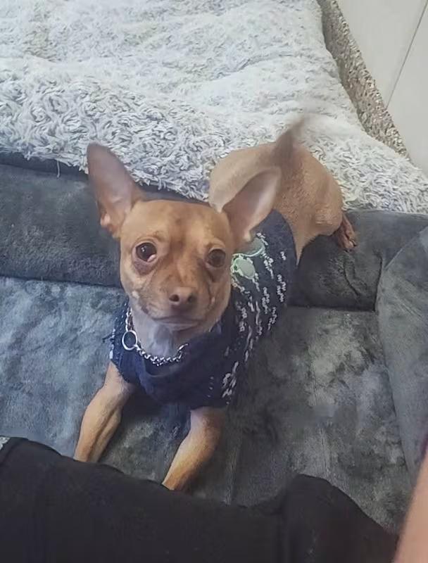 Pinto, a ADOPTABLE Chihuahua in Sterling Heights, MI image 1/4