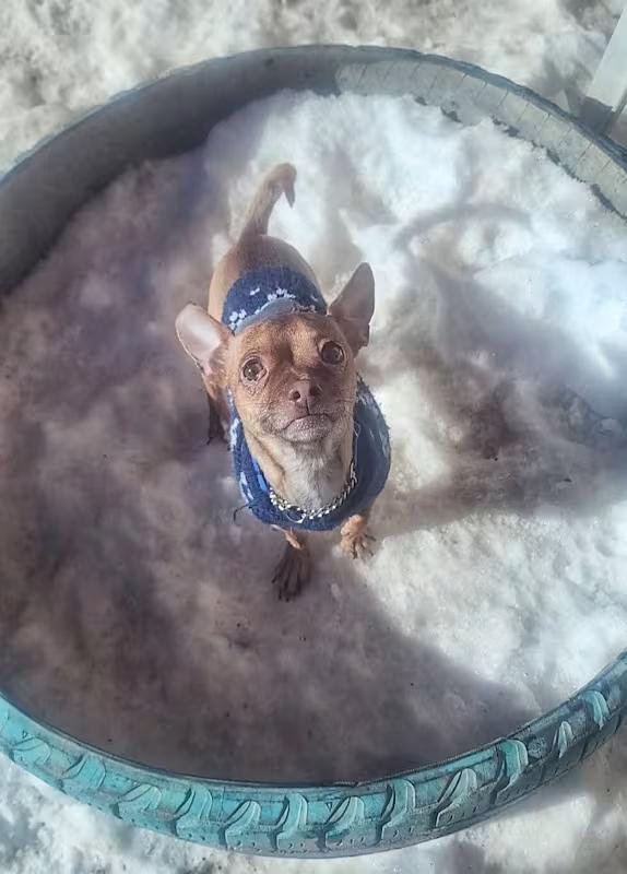 Pinto, a ADOPTABLE Chihuahua in Sterling Heights, MI image 3/4