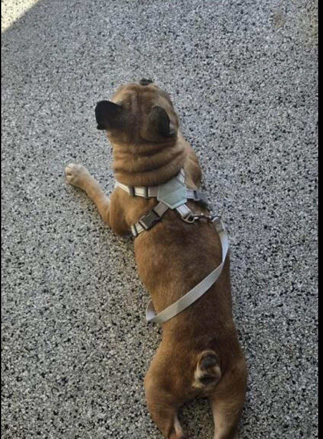Dallas, Adopted, Senior Male French Bulldog.
