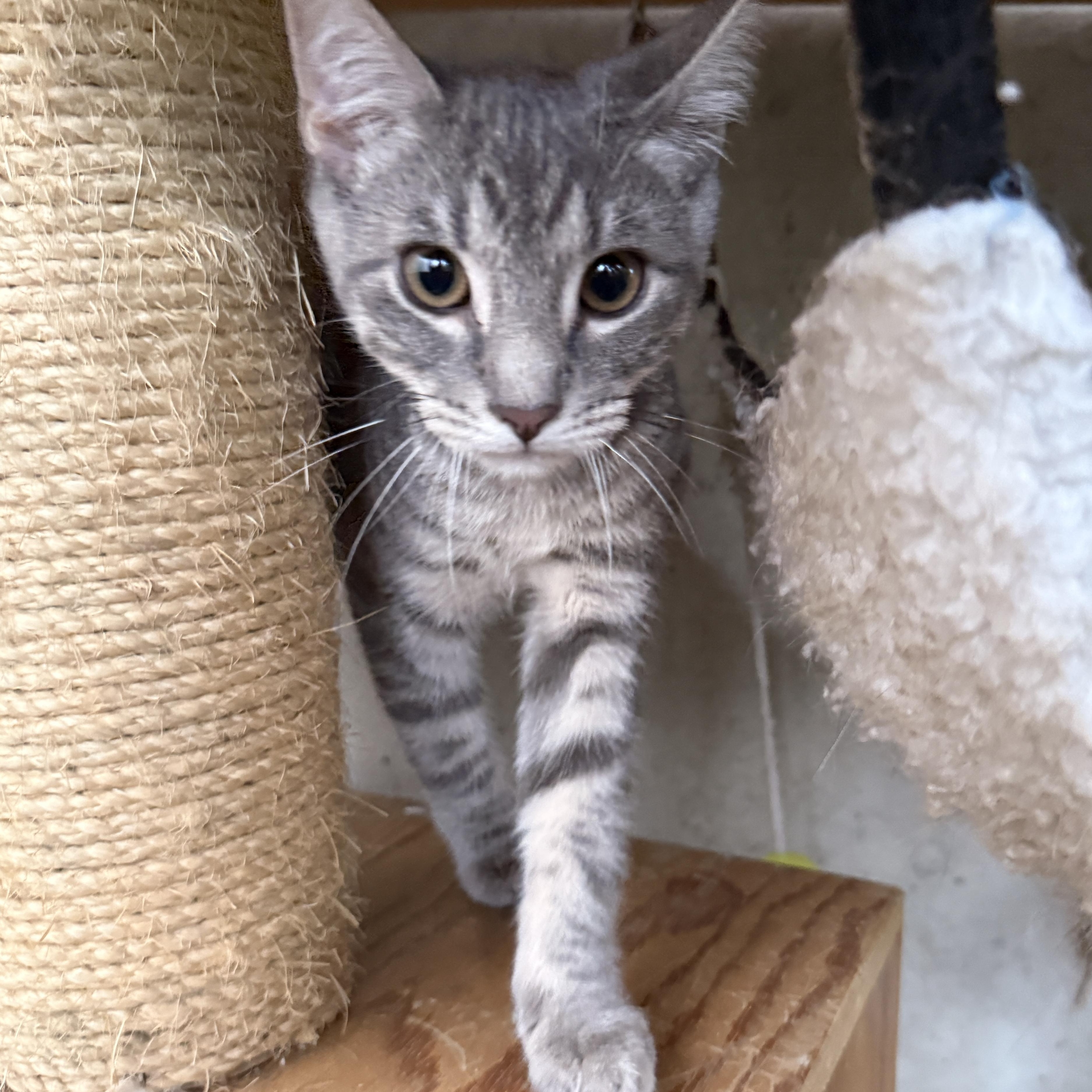 Bandit, Adoptable, Young Male Domestic Short Hair.