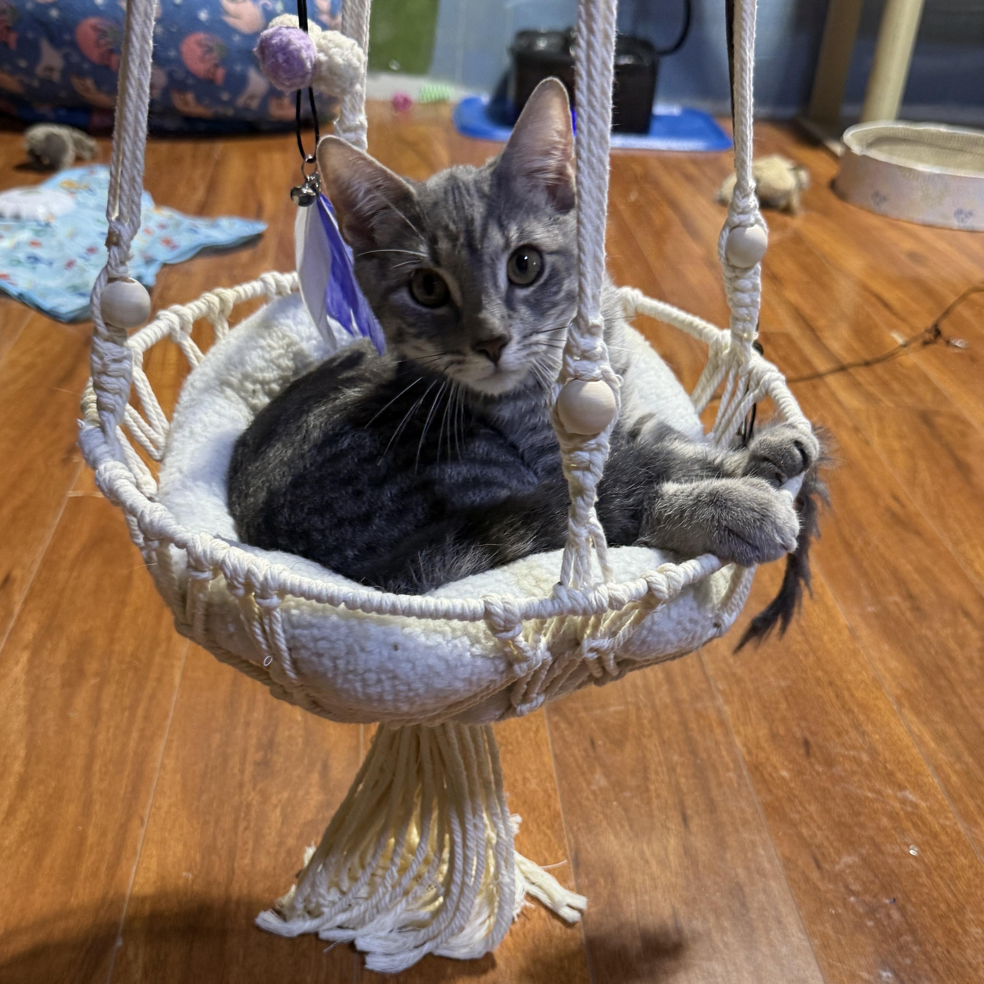 Enlarge Bandit, a Adoptable Domestic Short Hair in Schenectady, NY image 2/5