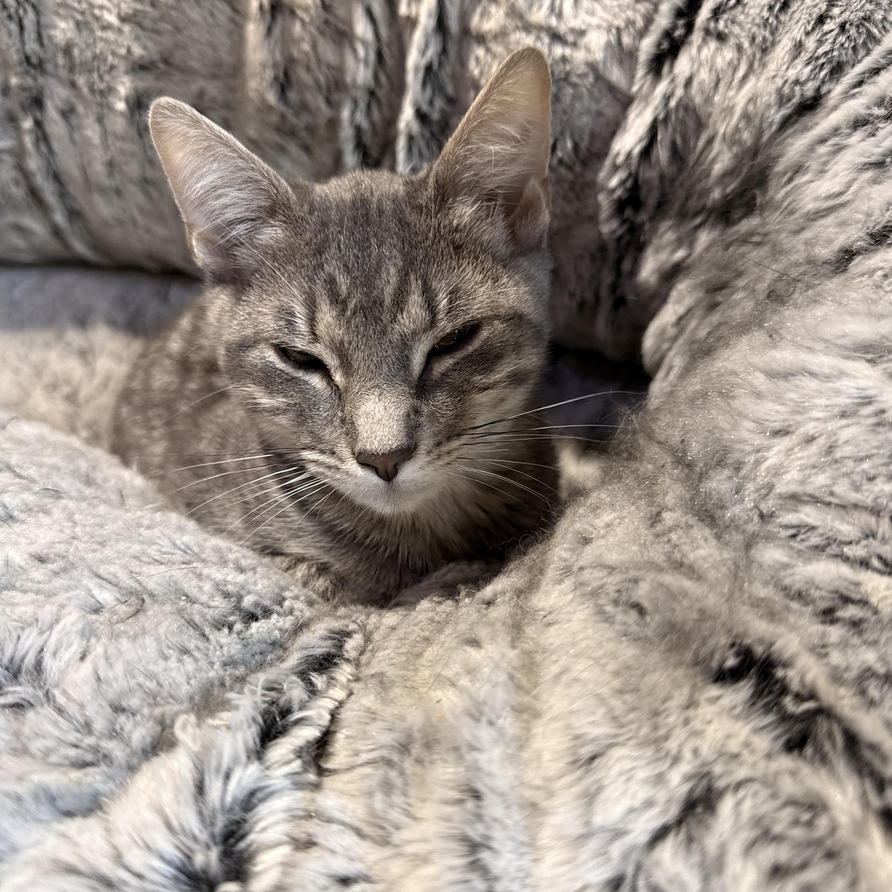 Enlarge Bandit, a Adoptable Domestic Short Hair in Schenectady, NY image 4/5