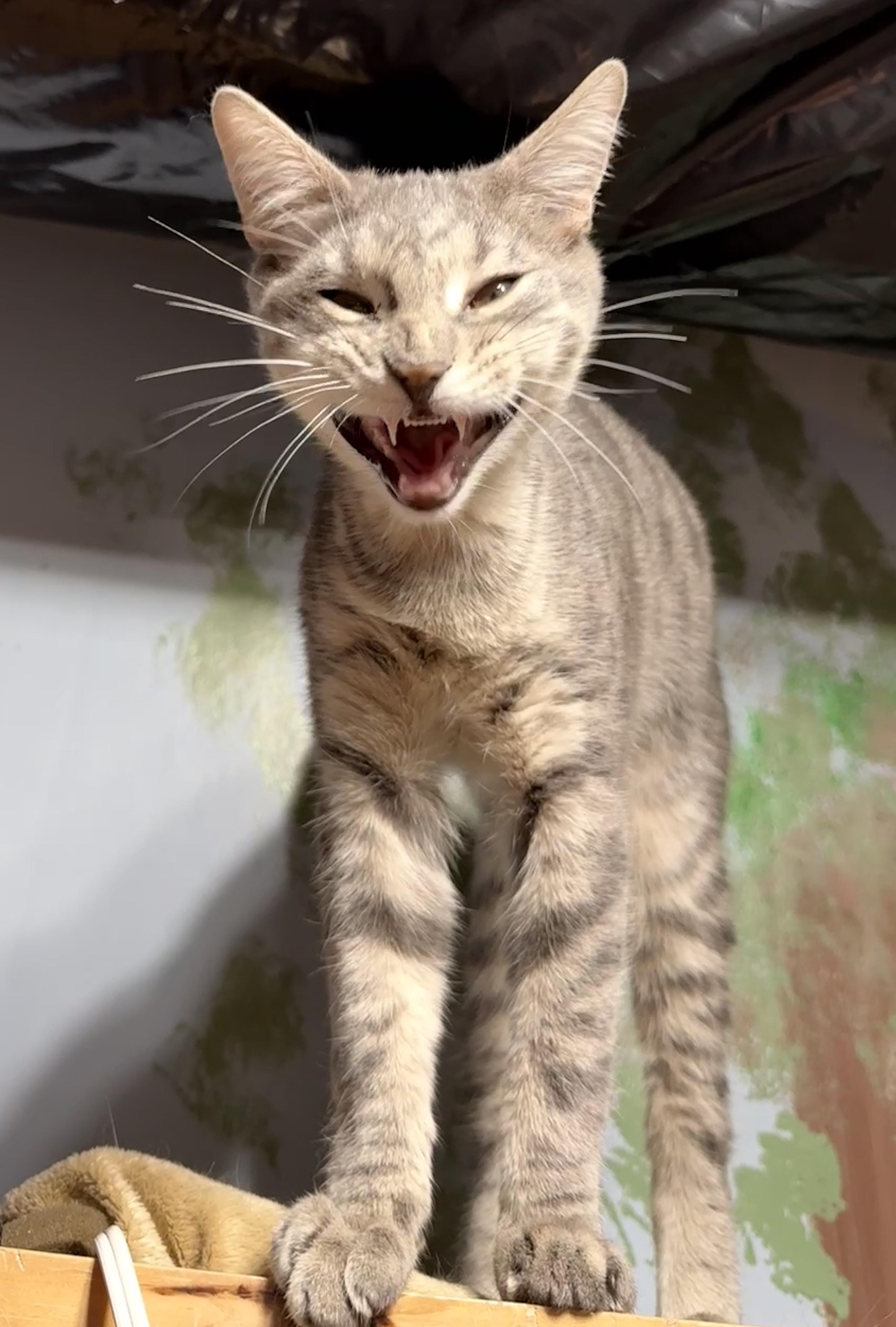 Enlarge Bandit, a Adoptable Domestic Short Hair in Schenectady, NY image 3/5
