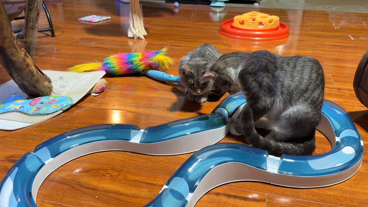 Enlarge Bandit, a Adoptable Domestic Short Hair in Schenectady, NY video 5/5