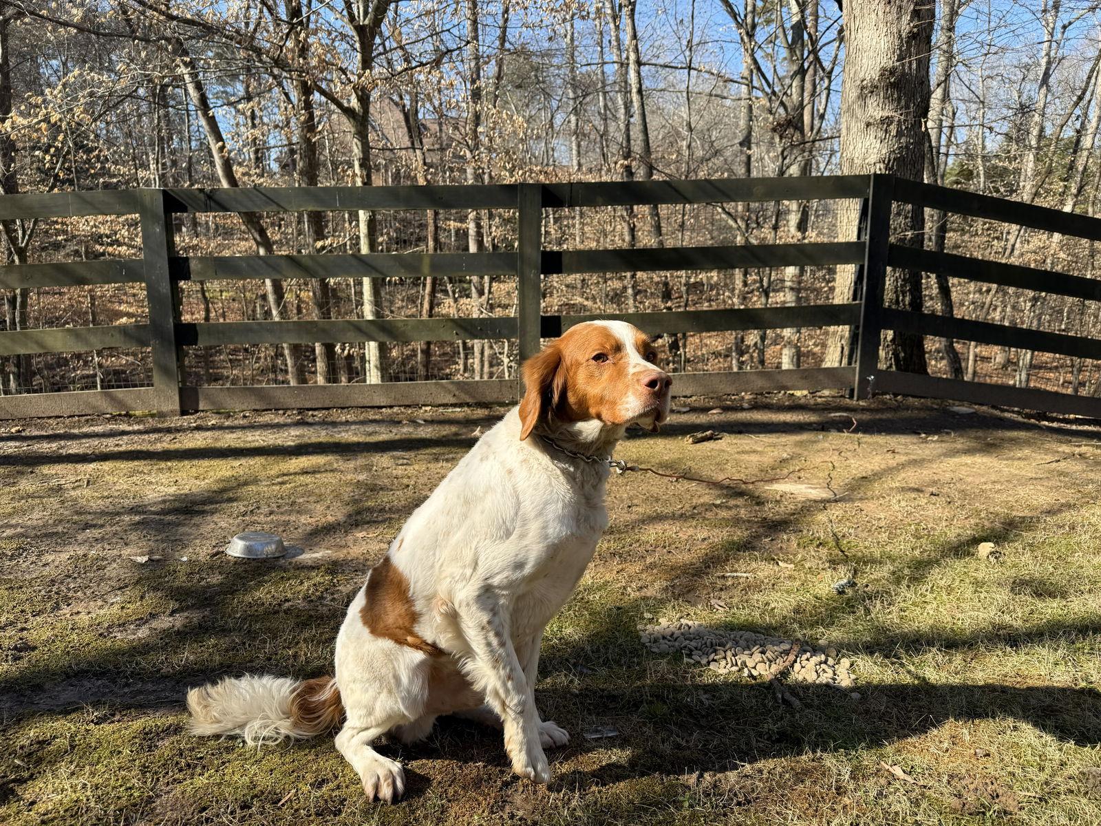 Enlarge GA/Asa, a Adoptable Brittany Spaniel in Greenville, GA image 1/2