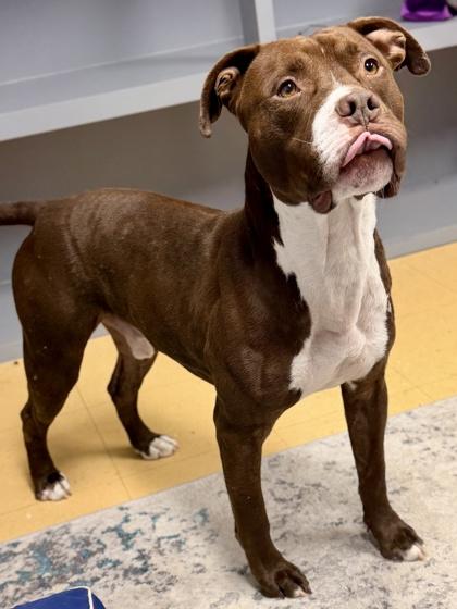 Big Boy — thumbnail 2