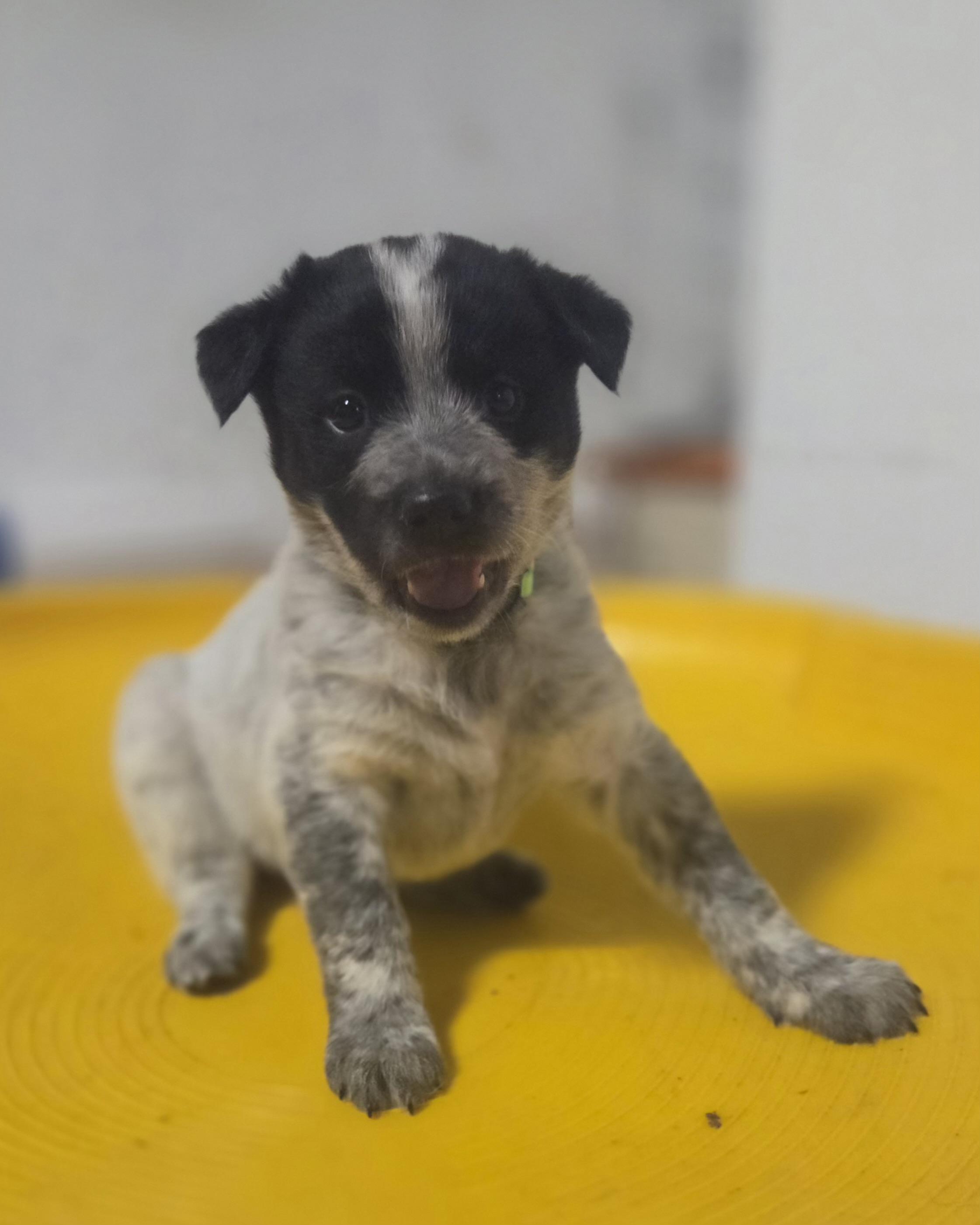 Enlarge Legolas, a ADOPTABLE mixed breed in Pembroke, MA image 3/5