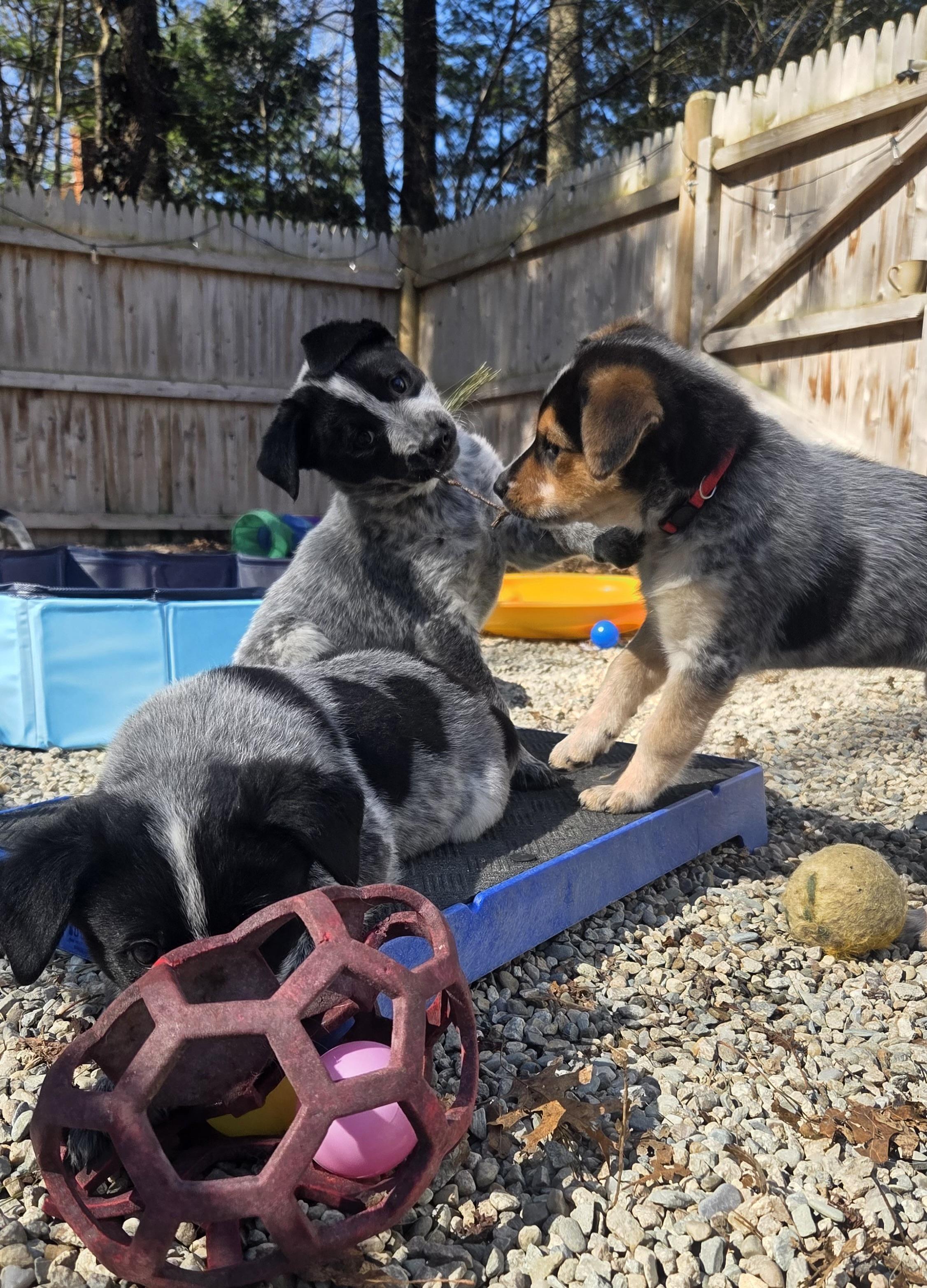 Enlarge Legolas, a ADOPTABLE mixed breed in Pembroke, MA image 2/5