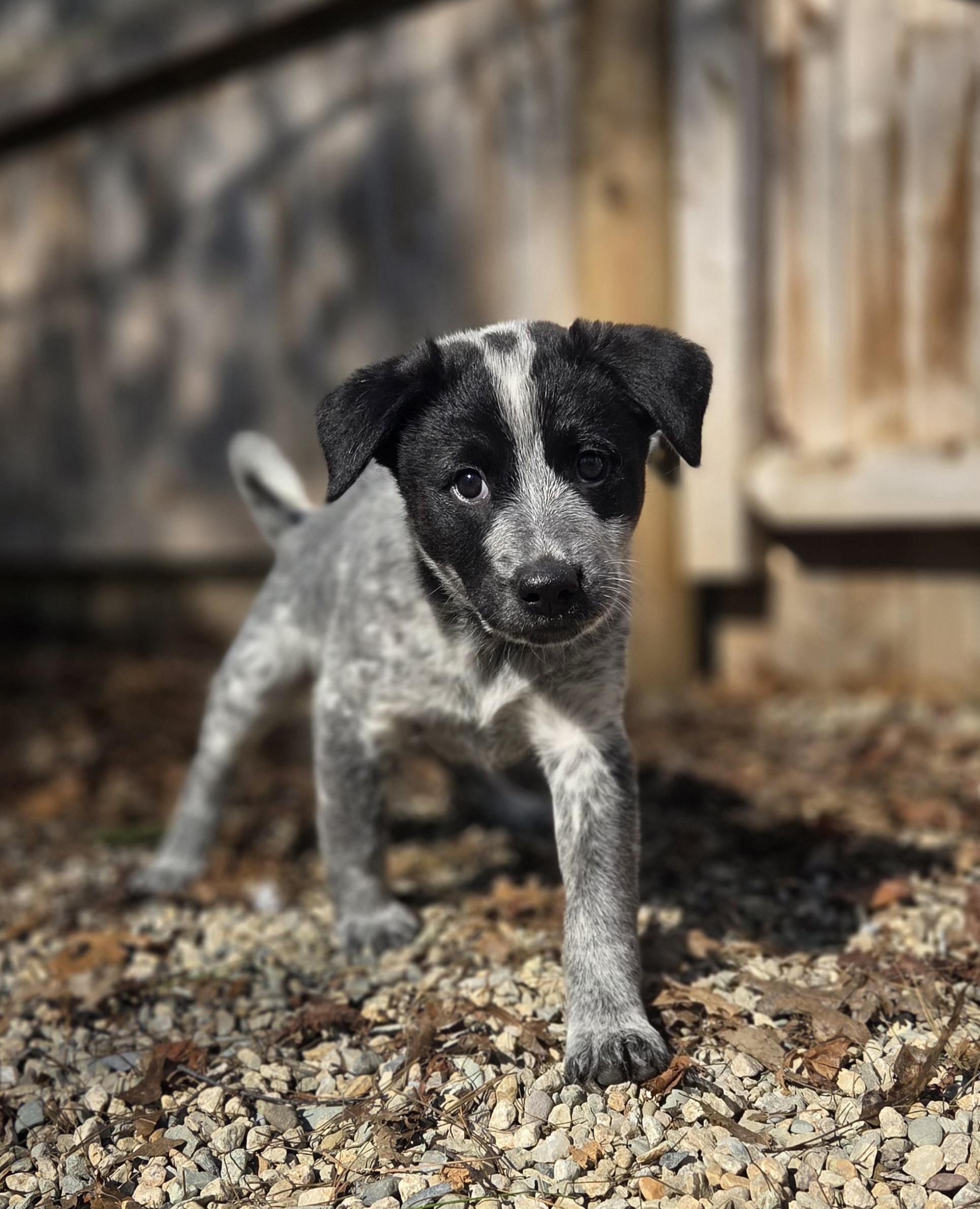 Legolas, ADOPTABLE, Puppy Female Australian Cattle Dog / Blue Heeler.