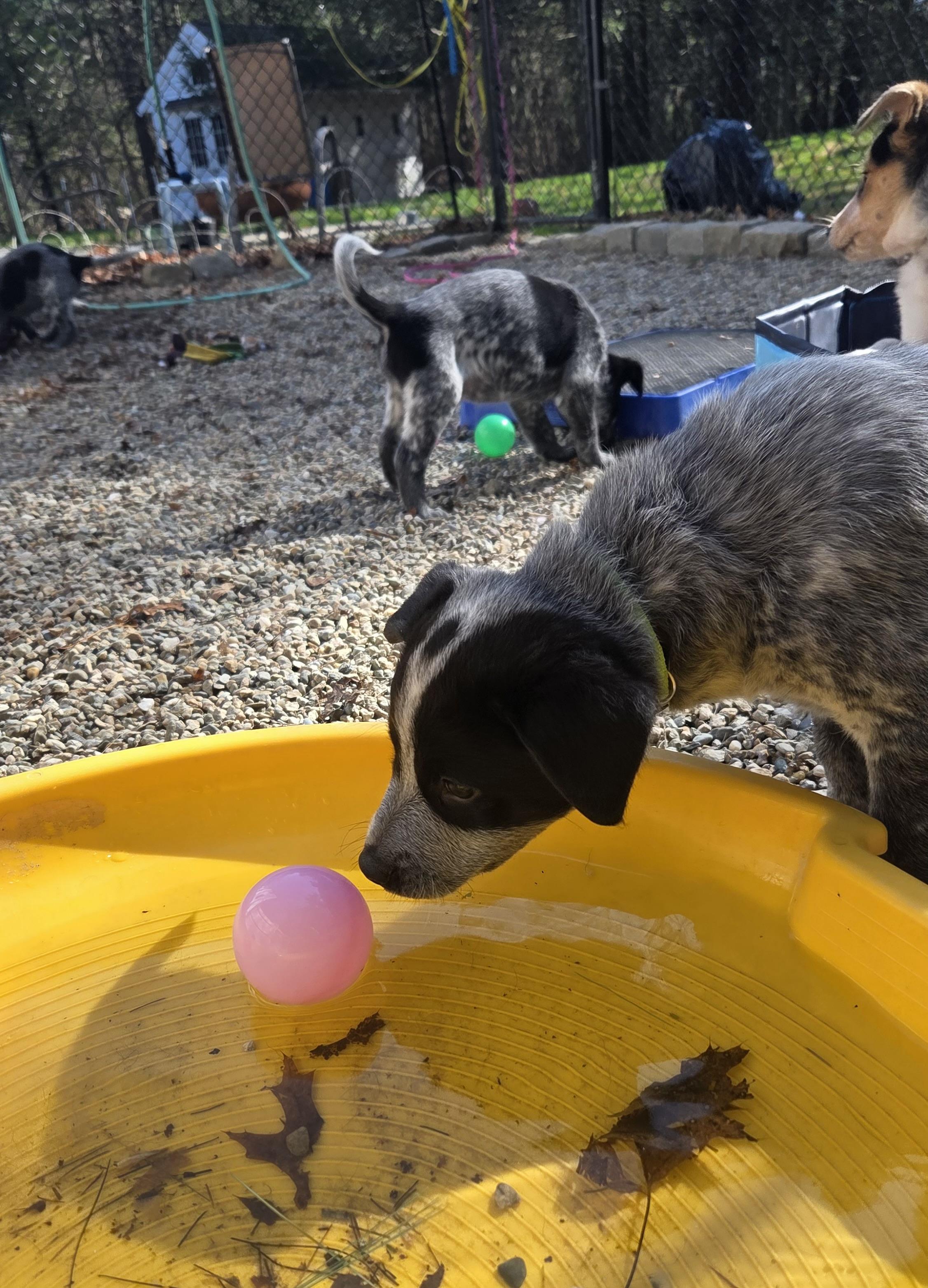 Enlarge Legolas, a ADOPTABLE mixed breed in Pembroke, MA image 4/5