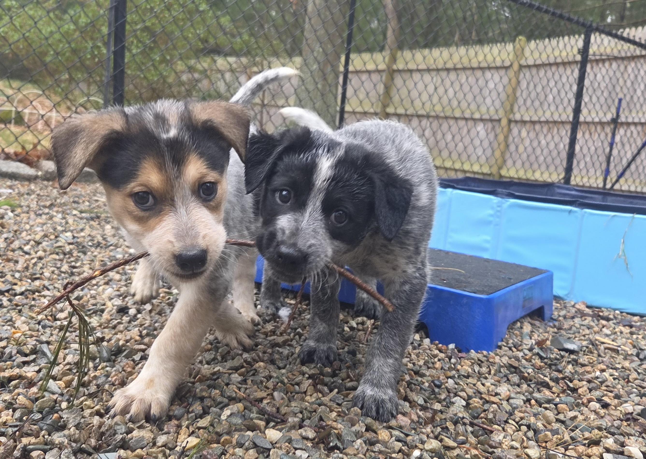 Enlarge Legolas, a ADOPTABLE mixed breed in Pembroke, MA image 5/5