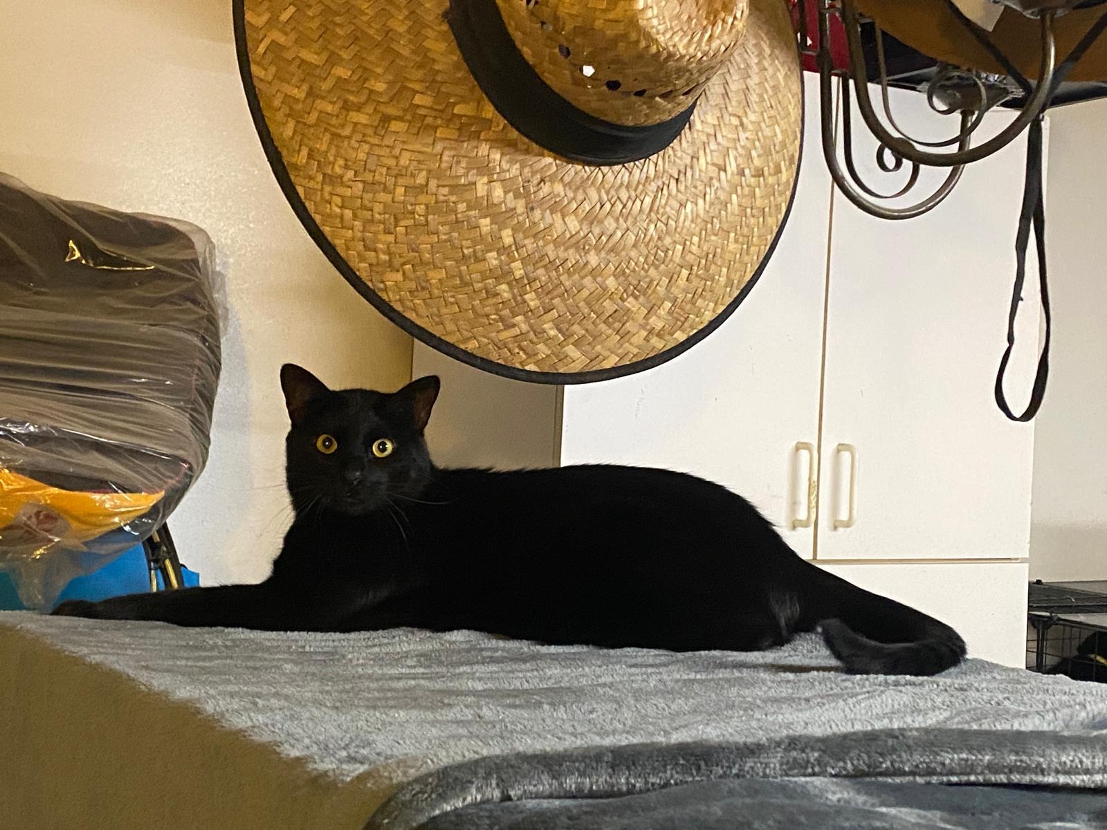 Panther, a Adoptable Bombay in Bell Gardens, CA image 1/2