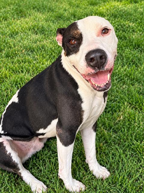 Enlarge MEEKO, a Adoptable Mixed Breed in Jacksonville, FL image 1/1