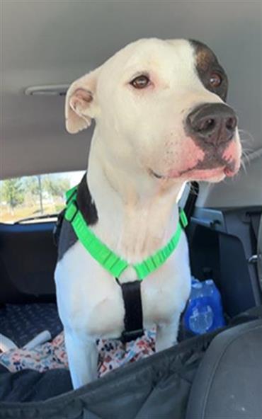 Enlarge MEEKO, a Adoptable Mixed Breed in Jacksonville, FL image 1/1