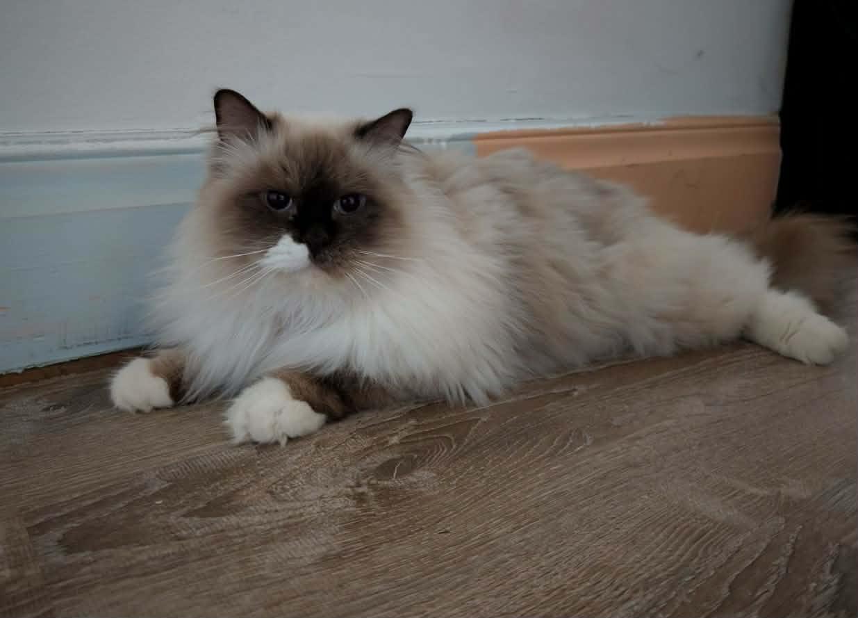 Chester, a ADOPTABLE Snowshoe in China Township, MI image 6/6