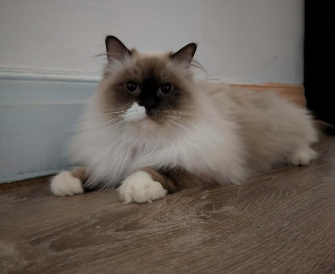 Chester, a ADOPTABLE Snowshoe in China Township, MI image 3/6