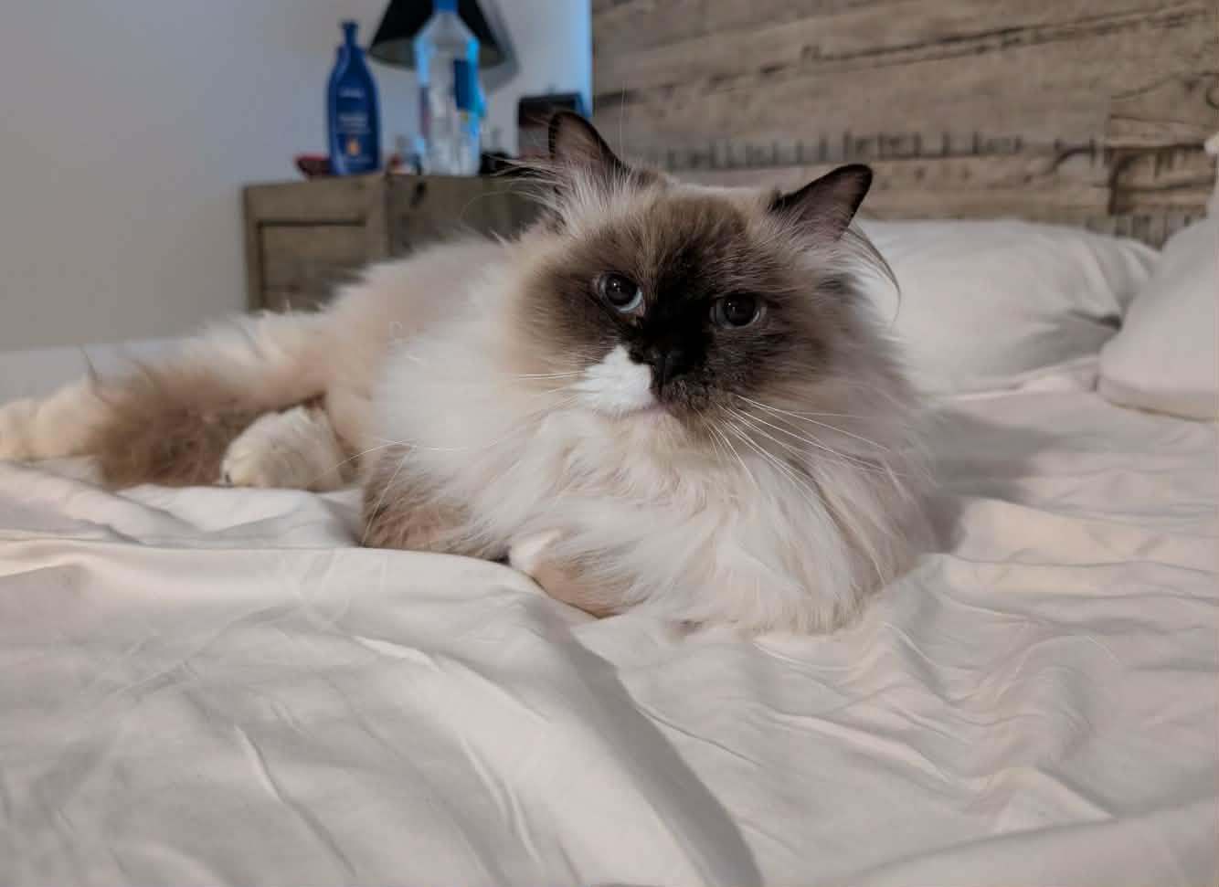 Chester, a ADOPTABLE Snowshoe in China Township, MI image 5/6