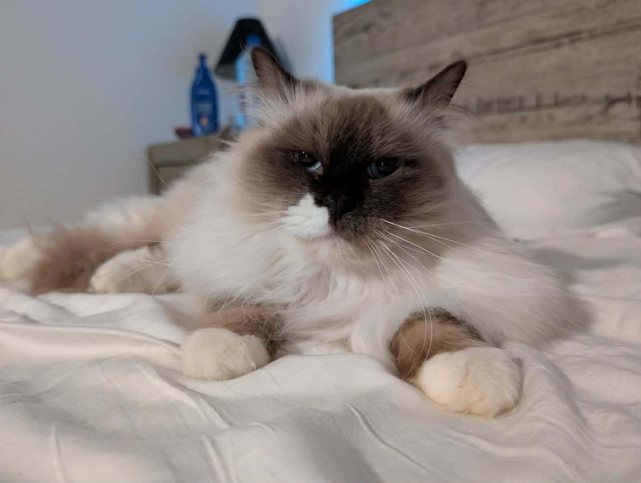 Chester, a ADOPTABLE Snowshoe in China Township, MI image 4/6