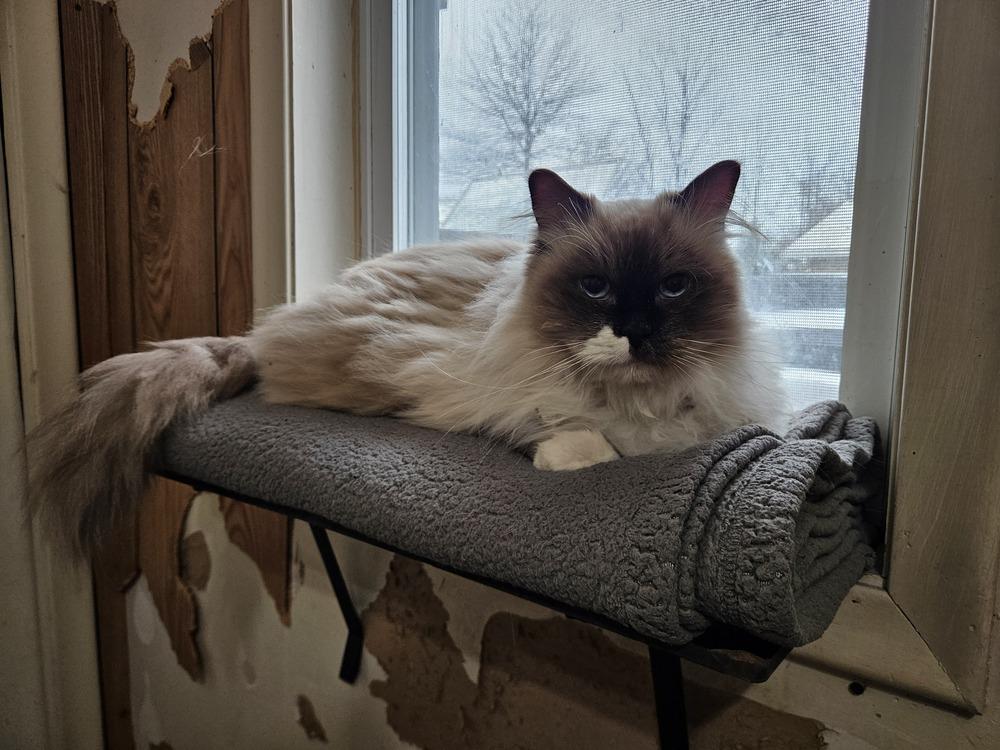 Chester, a ADOPTABLE Snowshoe in China Township, MI image 2/6
