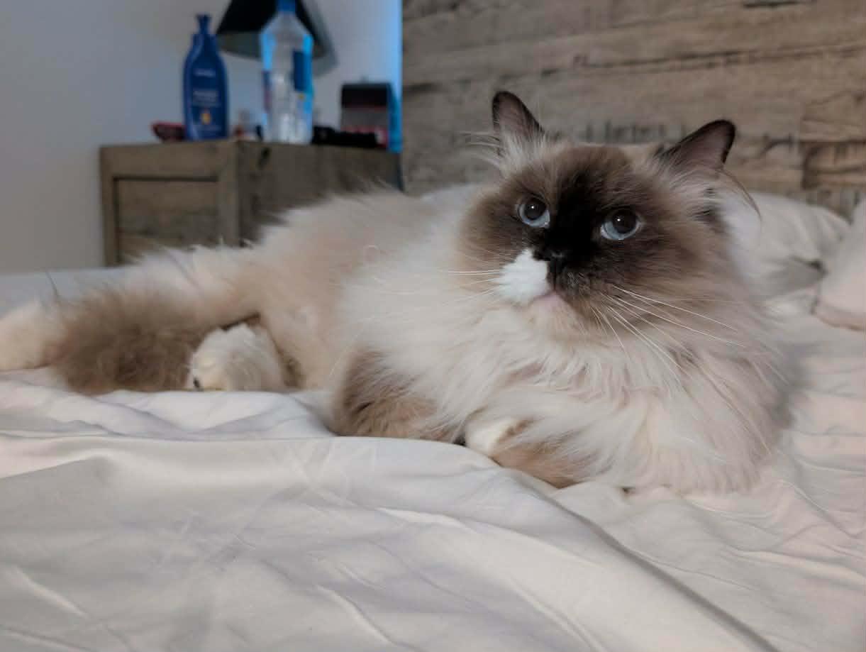 Chester, a ADOPTABLE Snowshoe in China Township, MI image 1/6